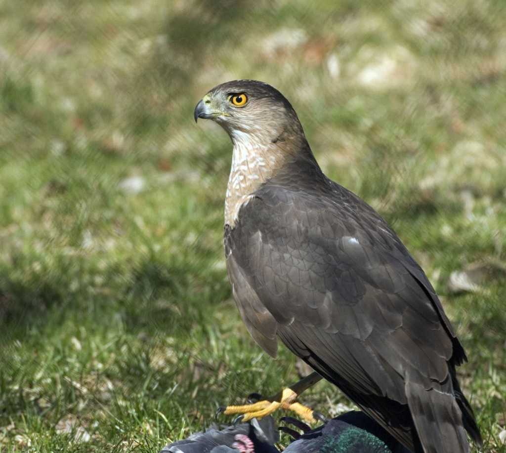Mr. Cooper Hawk standing on top of Mr. Flying Rat